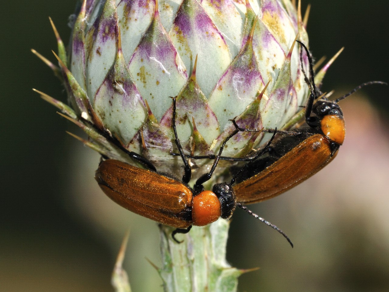 Zonitis immaculata (Meloidae)